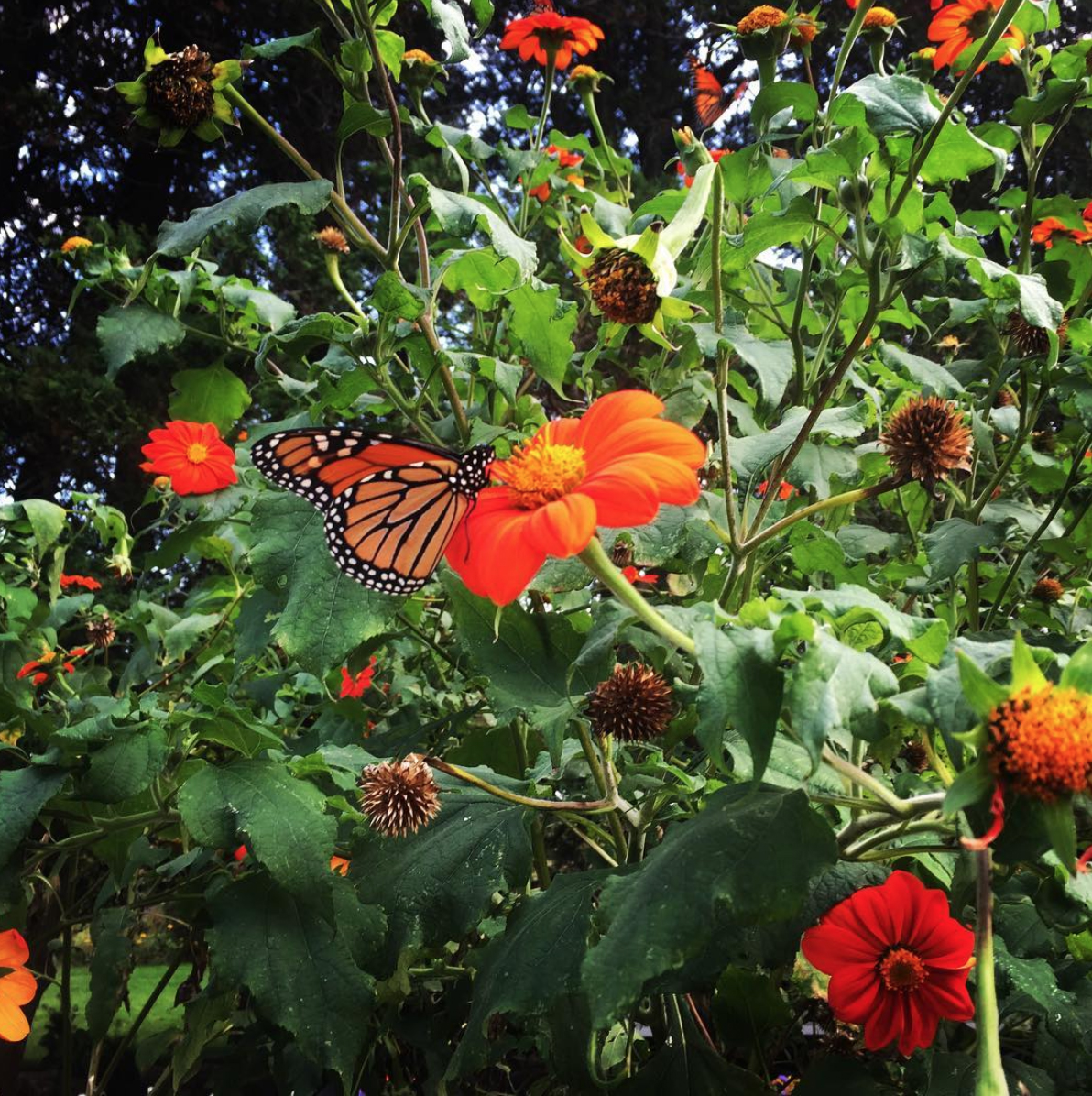 Monarchs of Autumn